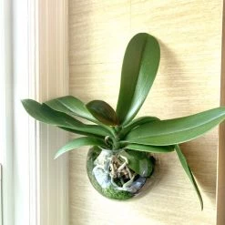 Bloomingville Vases + Pots + Planters Glass Wall Planter